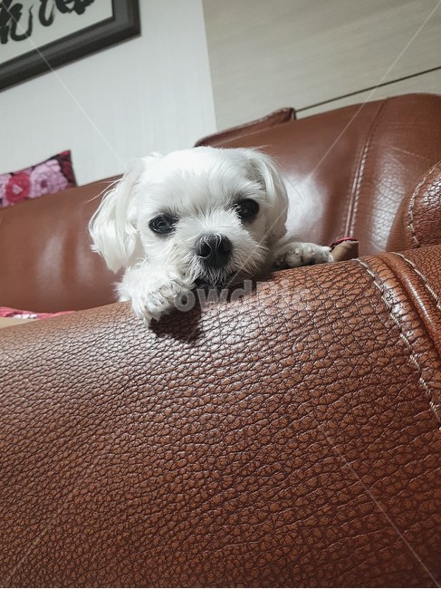 강아지,개,동물,말티즈,dog,소파,animal,pet,동물,animal,포유류,mammal,개,강아지,dog,doggy