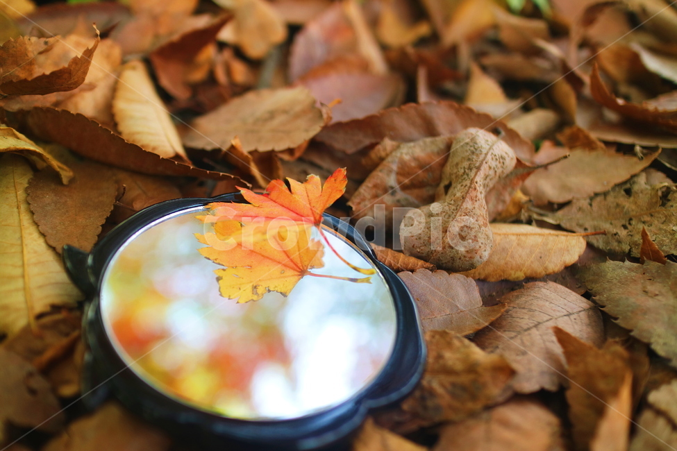 단풍,낙엽,가을,fall,거울,가을,계절,fall,autumn,season,plant,식물,leaf,잎,tree,나무