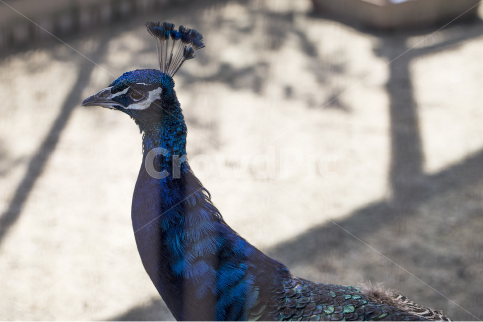 새,공작새,깃털,날개,조류,동물,동물원,새장,파란색,동물,animal,조류,새,birds