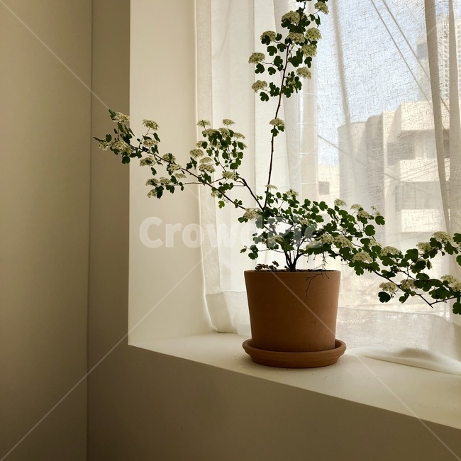 꽃,화분,감성,따뜻함,봄,식물,자연,plants,nature,실내용화초,화분,화초,house plant