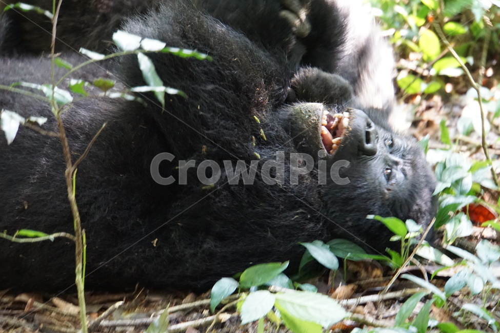 고릴라,gorilla,wildlife,야생동물,animal,동물