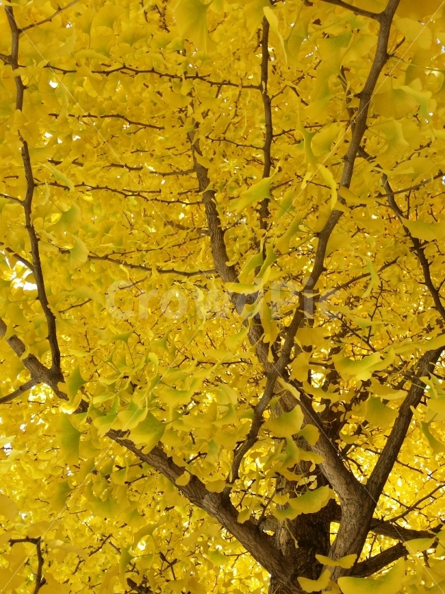 식물,가을,자연풍경,은행나무,신비,자연,산,가을,계절,fall,autumn,season,식물,자연,plants,nature,tree,나무,plant,leaf,잎,maple,단풍