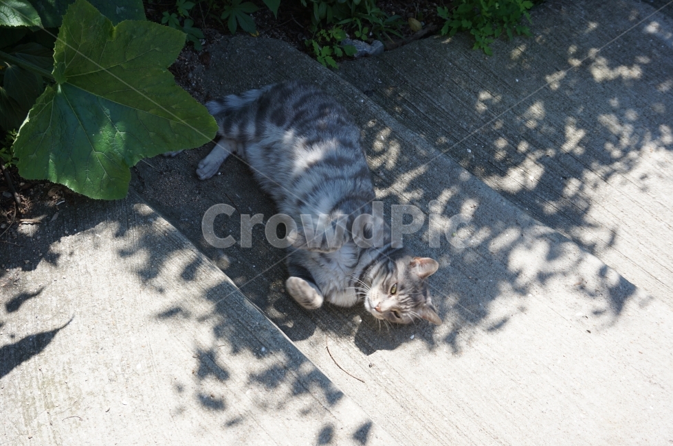 고양이,그림자,동물,애완동물,애완,cat,캣,동물,animal,포유류,mammal,고양이,cat,kitten,kitty