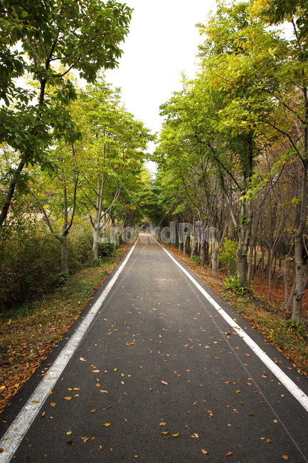 가을,낙엽,공원,단풍,감성,거리,도로,쓸쓸,자연,풍경,nature,landscape,road,asphalt,아스팔트