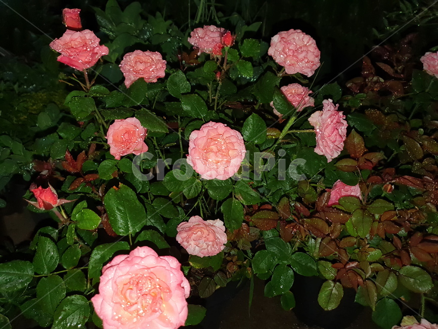 damaskrose,damascusrose,roseofcastile,다마스크장미,장미