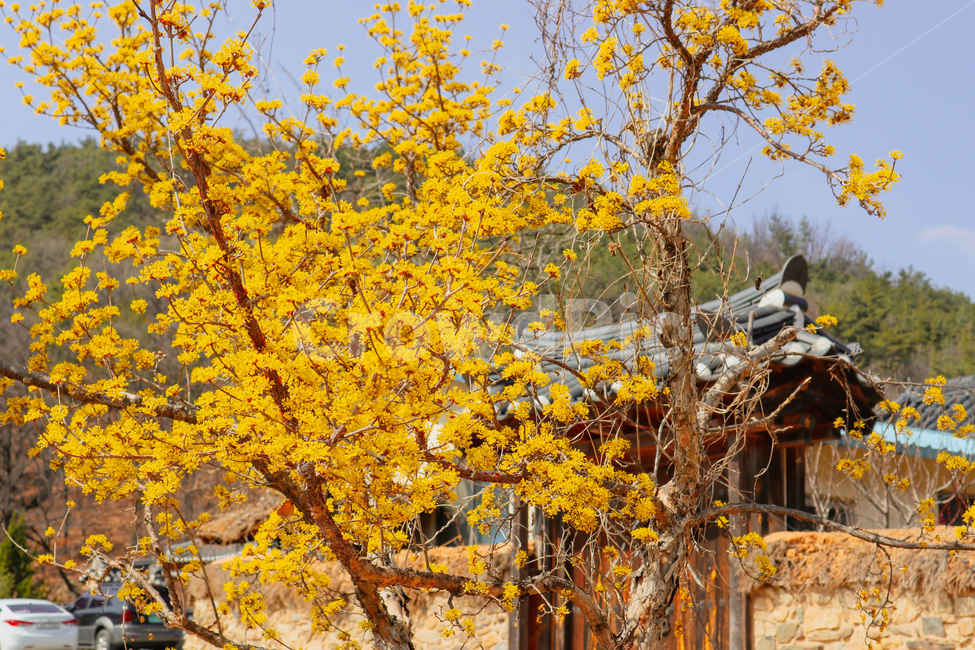 봄,spring,노란꽃,yellow,flower,생강나무,ginger,tree,한옥,korean,traditional,house,자연,nature,옥외,outdoors,나무,식물,plant