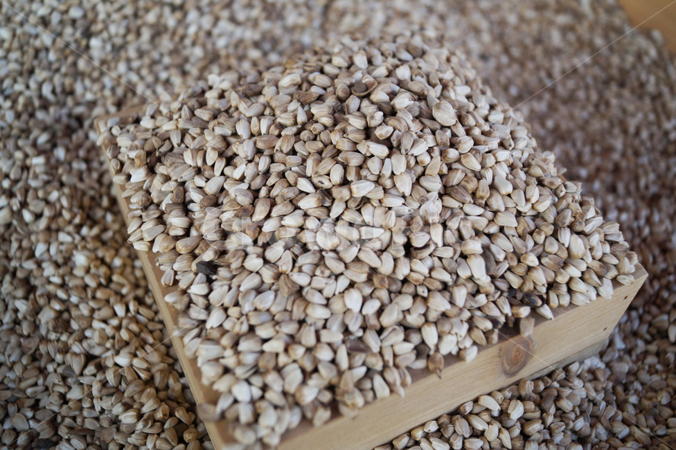 홍화씨,홍화,씨앗,잇꽃,nature,음식,약재,향신료,superfood,food,슈퍼푸드,cook,seed,plant,식재료,건강,웰빙,건강식,health,백그라운드,배경화면,음식,식재료,요리,food,cook,meal,dishes,food reserves