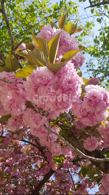 꽃,봄,벚꽃,겹벚꽃,화사함