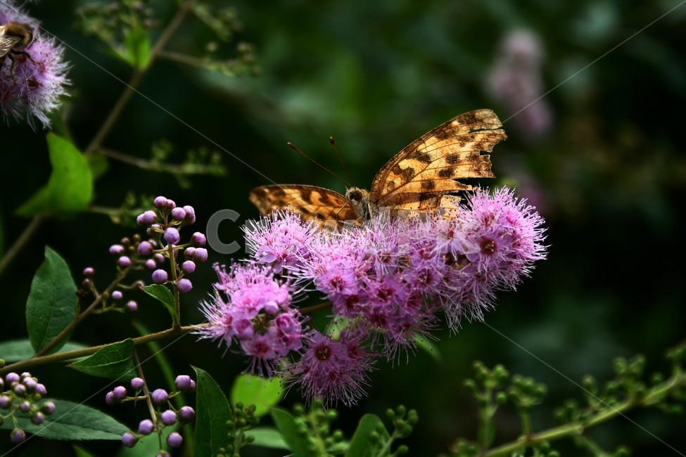 네발나비,남방씨알붐나비,네발나비과,야생곤충,자연,식물,자연,plants,nature,꽃,flower,동물,animal,곤충,벌레,insect,bug