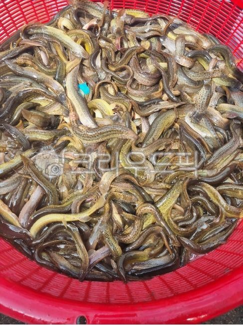 미꾸라지,민물고기,생물,fish,미꾸리,식재료,음식재료,요리재료,국내산,국산,loach,자연산,생선,추어탕재료,식용물고기,식용,물고기,freshwaterfish,food,chutang,loachsoup,edible,ediblefish,어류,fishes,foodingredients,cookingmaterial,foodstuff,소쿠리,colander,플라스틱소쿠리,plasticcolander,수산물,marineproducts,chueotangingredients,slipperyloach,mudfish,chueotang,추어탕,edibility,loachfish,nativeloach,토종미꾸라지