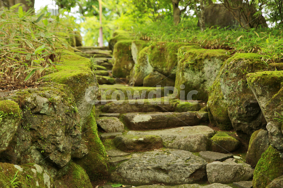 숲,자연,이끼,유후인,돌계단,japan,yufuin,fukuoka,배경