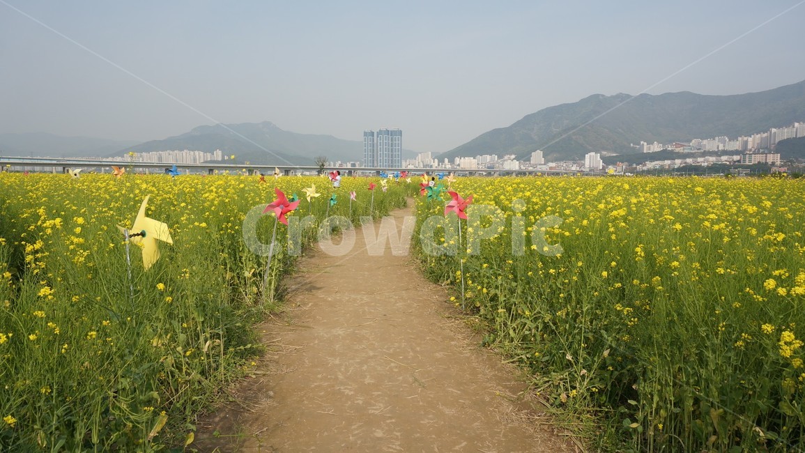 유채꽃밭,유채,유채꽃,꽃밭,봄,바람개비,식물,자연,plants,nature,꽃,flower