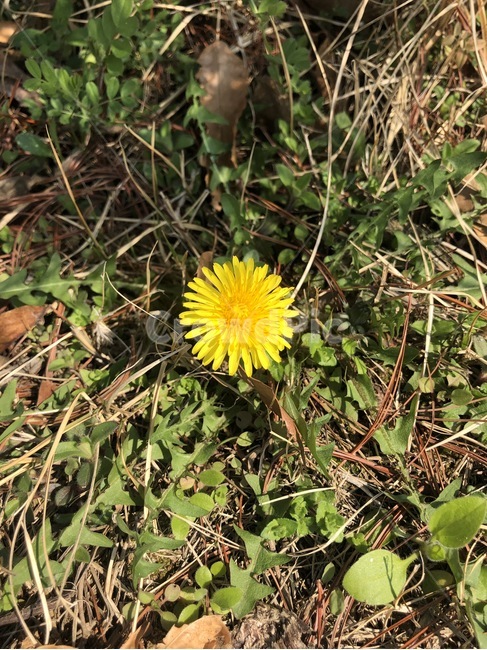 민들레,들꽃,봄,한송이,봄꽃,dandelion,spring,wildflower,식물,자연,plants,nature,꽃,flower