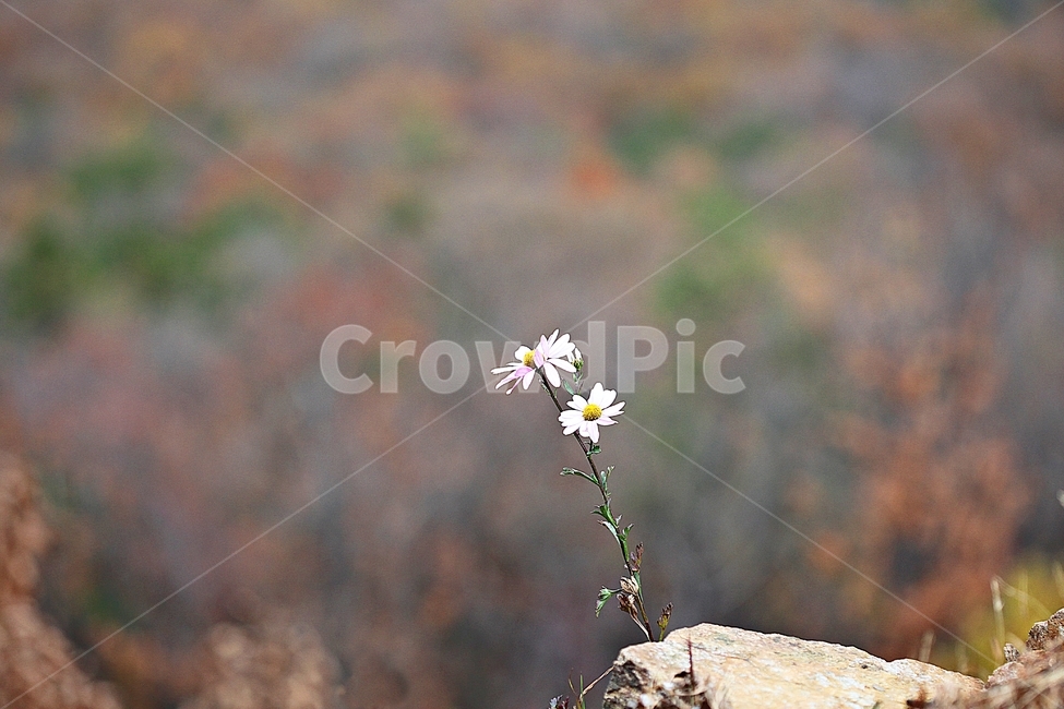 꽃,꽃잎,가을꽃,가을,식물,자연,계절,식물,자연,plants,nature,꽃,flower