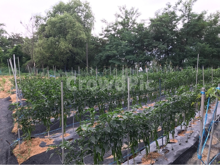 고추,고추밭,농장,주말농장,밭,농업,농사,agriculture,farming,farming industry