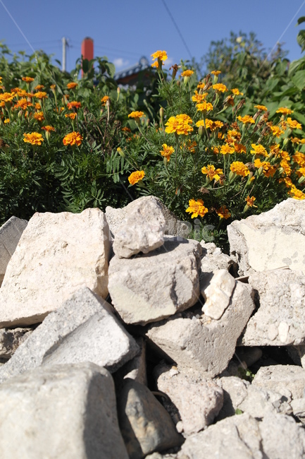 들꽃,돌,노란꽃,화단,풀,식물,자연,plants,nature,꽃,flower