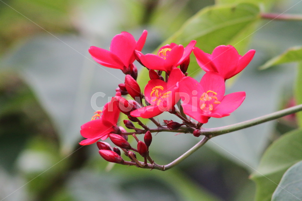 자트로파인테기리마,마타피아,꽃,식물,jatrophaintegerrima,식물,자연,plants,nature,꽃,flower
