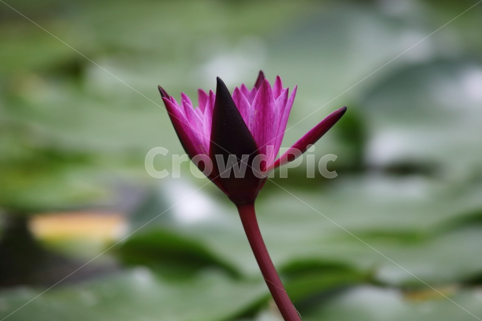 flower,꽃,식물,plant,수련,식물,자연,plants,nature,꽃,flower