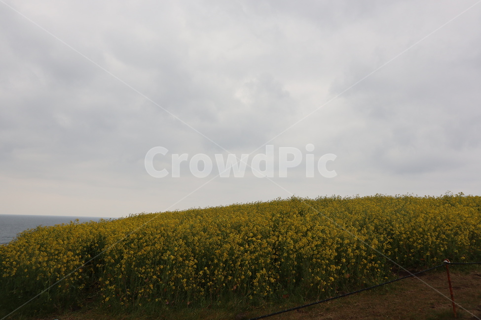 제주도,봄,유채꽃,따뜻함,꽃,섭지코지,들,field,grassland,nature,옥외,outdoors,countryside,자연,풍경,nature,landscape,목초지,rural,농촌,farm,농장,meadow