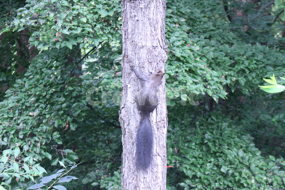청설모,공원,숲,동물,나무