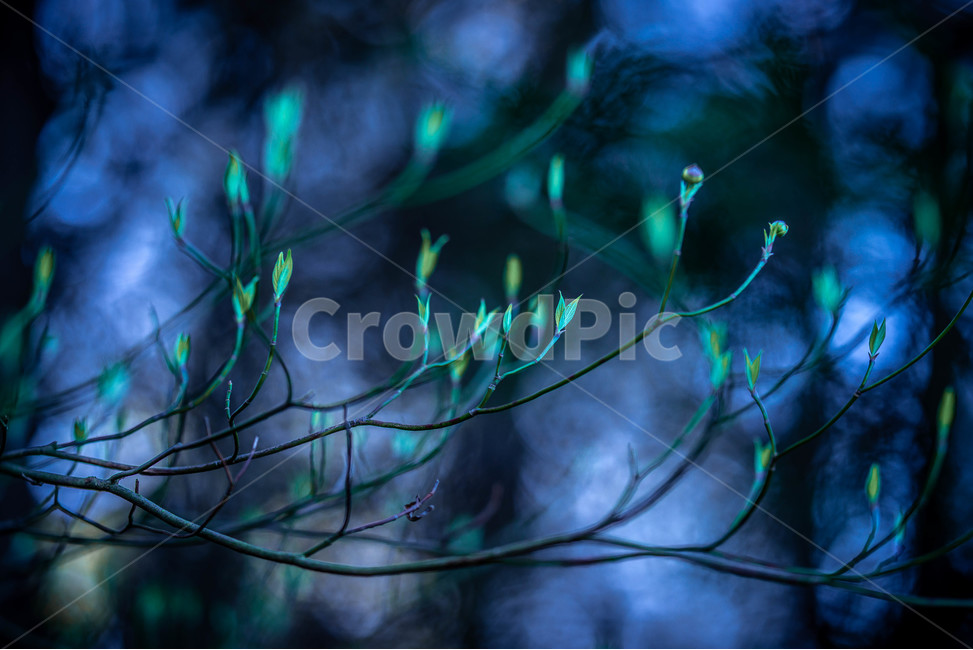 발광하는나뭇잎,색싹,나무,플랜트,잎,봄,계절,spring,season,식물,자연,plants,nature