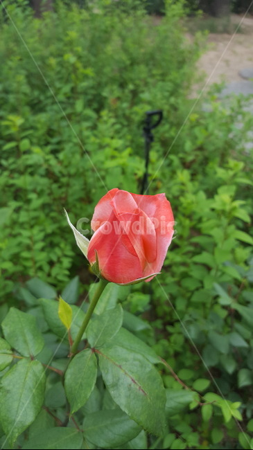 자연,식물,꽃,싱그러운,힐링,초록이,장미,식물,자연,plants,nature,꽃,flower