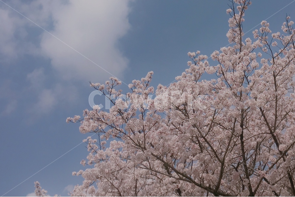 벚꽃,봄,하늘,구름,spring,봄,계절,spring,season,자연,풍경,nature,landscape,plant,식물,blossom,꽃,flower