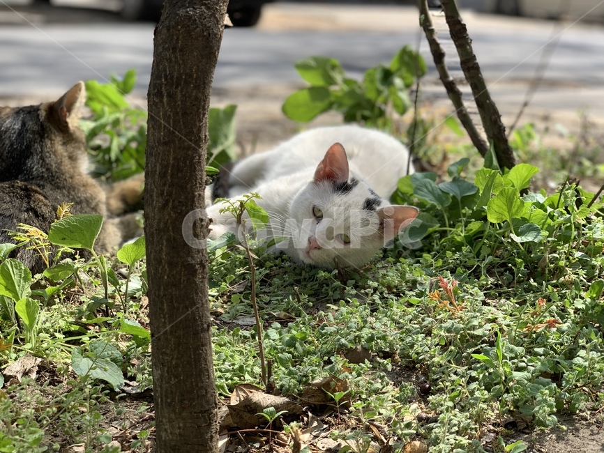 고양이,길고양이,길냥이,풀숲,여유,동물,animal,포유류,mammal,고양이,cat,kitten,kitty