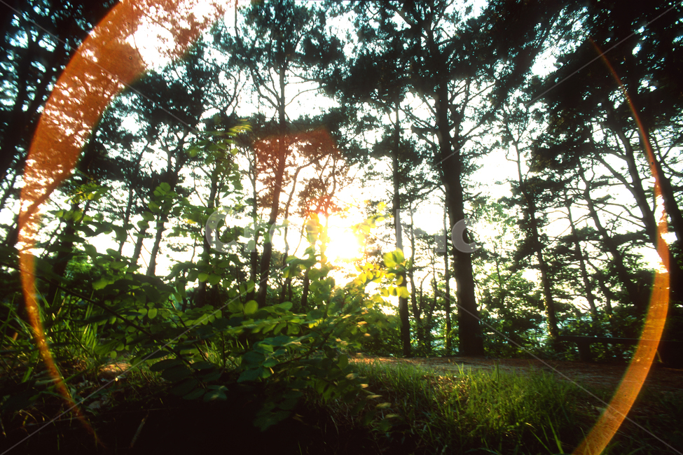 필름,필름사진,필름느낌,필름감성,빛,플레어,햇빛,산림,숲,자연,풍경,light,flare,sunlight,자연,풍경,nature,landscape