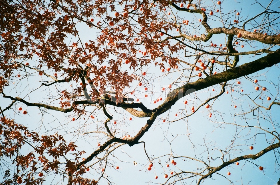 필름카메라,필름사진,하늘,낙엽,가을,가을,계절,fall,autumn,season,식물,자연,plants,nature,나무,trees,wood,tree,plant,tree trunk,나무 줄기