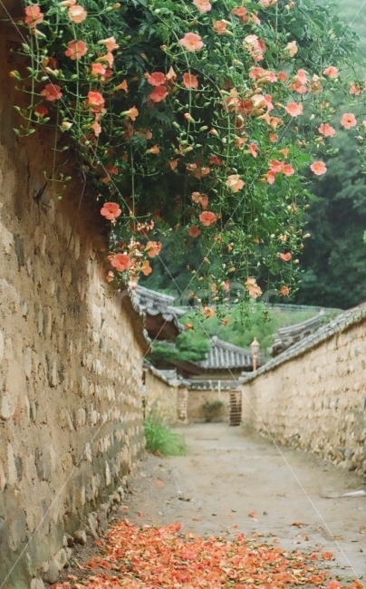 능소화,꽃,남평문씨세거지,남평문씨본리세거지,필름사진,한국전통,한국문화,korean traditional,korean culture,식물,자연,plants,nature,꽃,flower