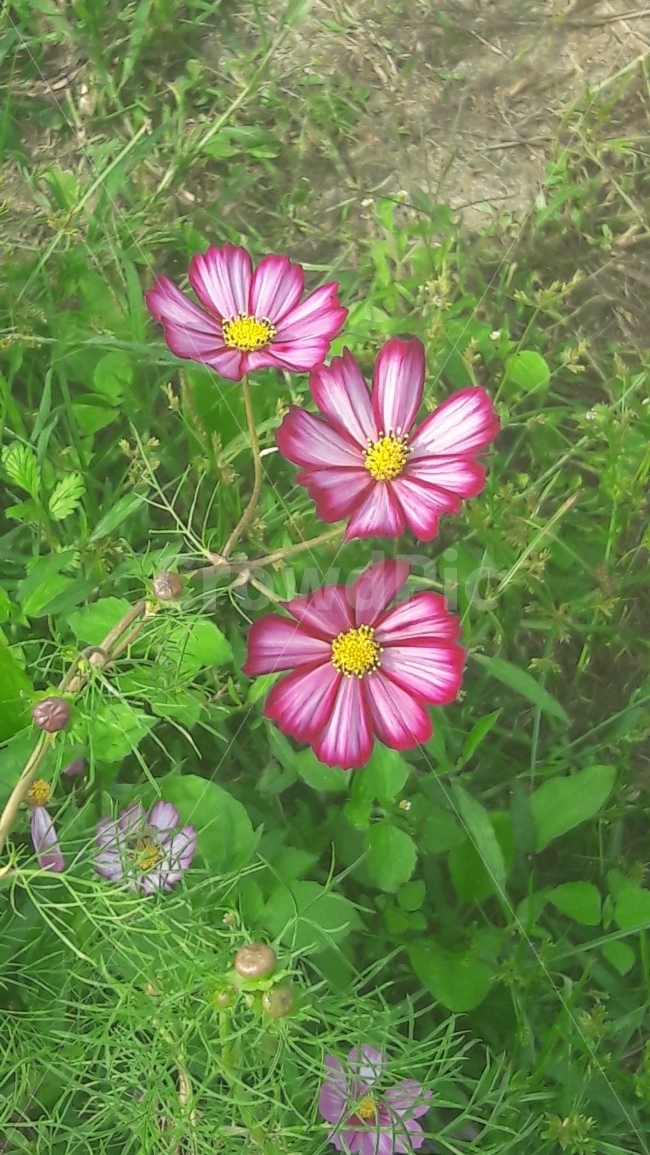 꽃,코스모스,초록,알록달록,나란히,가을,계절,fall,autumn,season,식물,자연,plants,nature,꽃,flower,plant