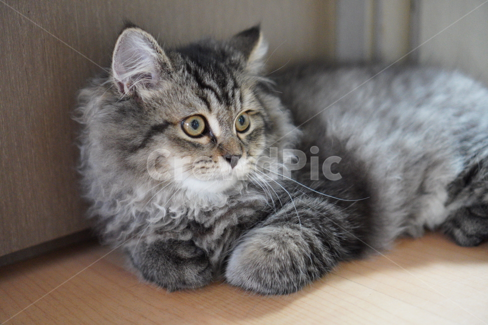 고양이,귀여운고양이,어린고양이,페르시안고양이,냥이,야옹이,반려묘,cat,cutecat,동물,animal,포유류,mammal,고양이,cat,kitten,kitty