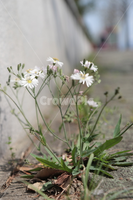 plant,식물,민들레,꽃,flower,길에핀꽃,길거리꽃,road,아웃도어,옥외,야외