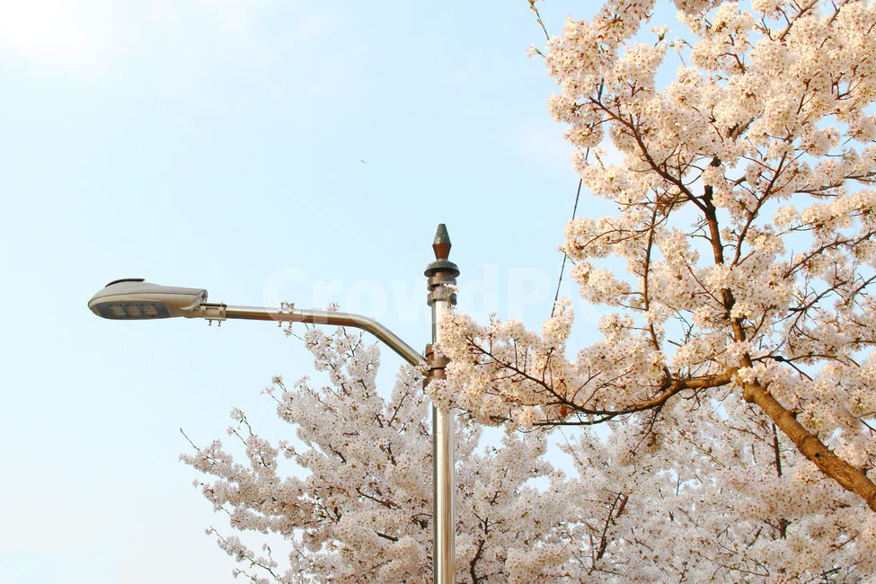 봄,감성사진,일상,풍경,꽃,벚꽃,풍경사진,하늘,cherryblossom,daily,sky,flower,spring,가로등,봄,계절,spring,season,식물,자연,plants,nature,꽃,flower,cherry blossom,plant,blossom