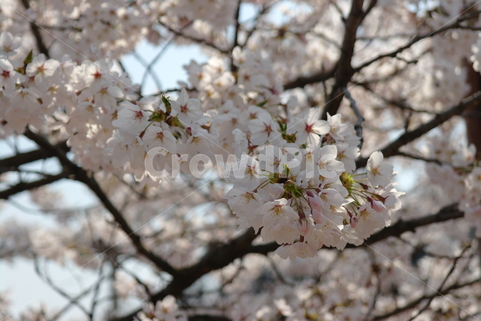 벚꽃,꽃,봄,하늘,자연,봄,계절,spring,season,식물,자연,plants,nature,꽃,flower,plant,blossom