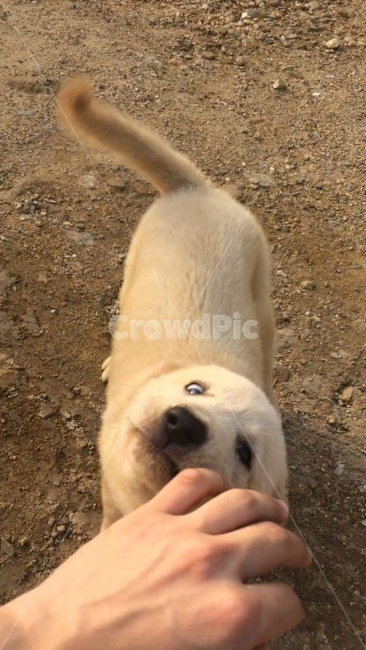 백구,강아지,개,산책,나들이,놀이,사랑,동물,animal,포유류,mammal,개,강아지,dog,doggy