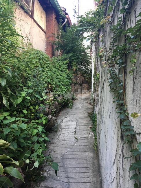 골목,담장,넝쿨,시골,골목길