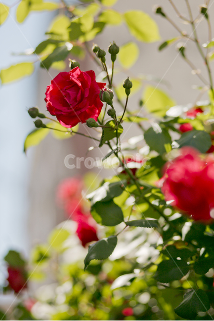 식물,장미,봄,꽃,red,rose,flower,자연,식물,자연,plants,nature,꽃,flower