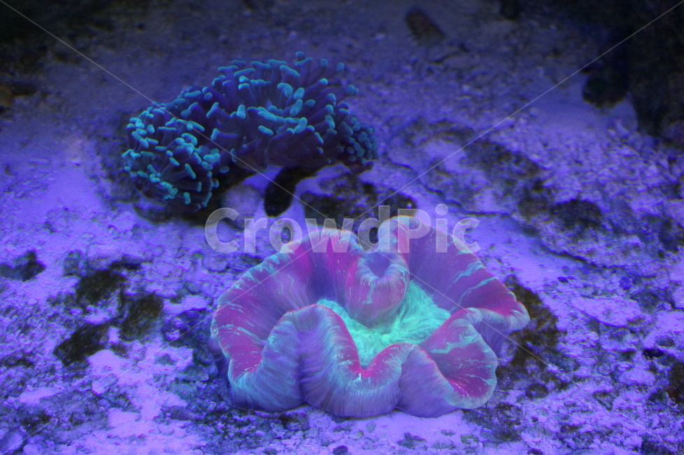 바다,말미잘,nature,자연,ocean,해양생물,sealife,암초,reef,산호초,coralreef,animal