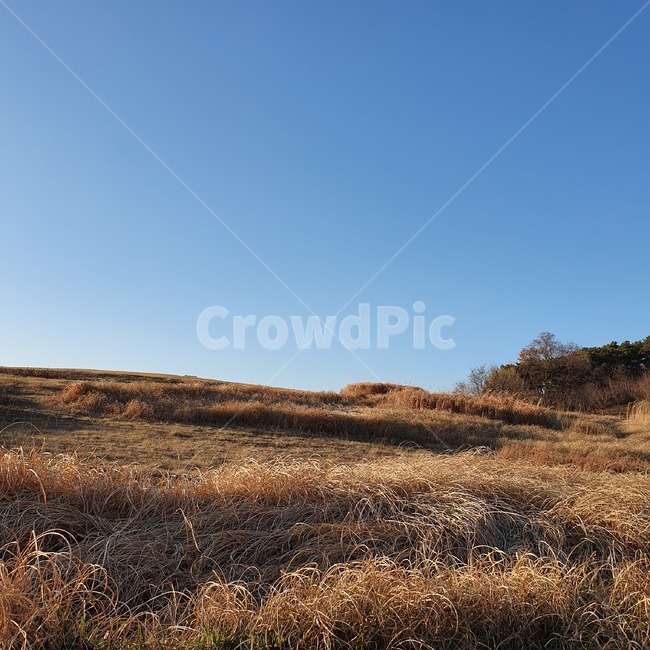 outdoors,옥외,nature,자연,field,들,grassland,목초지,경치,풍경,들판,가을,시원함,갈대밭