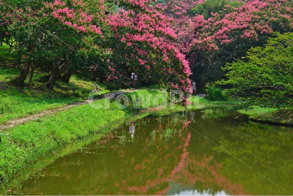 garden,정원,path,통로,water,물,nature,자연,outdoors,옥외,tree,나무,식물,plant,경치,경관,풍경,담양,명옥헌,명옥헌원림,배롱나무,배롱나무꽃