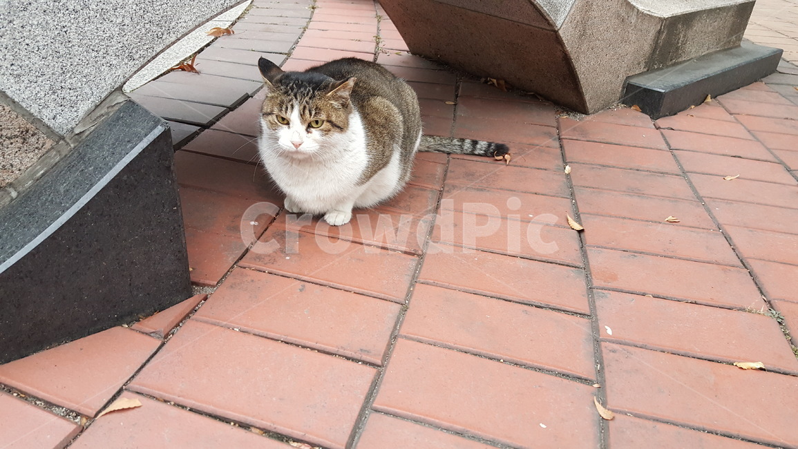 cat,anima,straycat,고양이,길냥이,길고양이,동물,동물,animal,포유류,mammal,고양이,cat,kitten,kitty