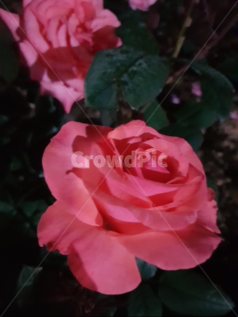 장미꽃,감성,붉은,꽃,예쁜꽃