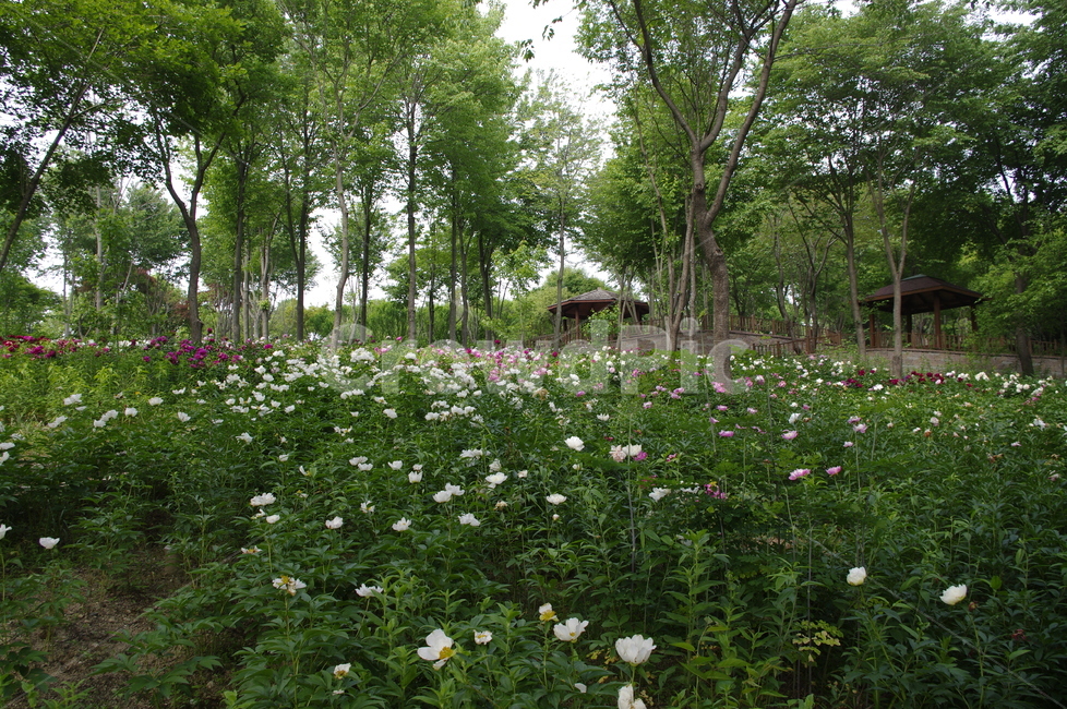 숲,초록,나무,잎,꽃,flower,식물,plant,계절,봄,spring,자연,풍경,nature,landscape,outdoors,옥외,grassland,목초지,field,들