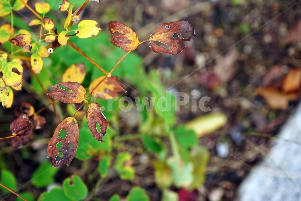 가을,마른잎,식물,계절,자연,fall,plant,dryleaves,식물,자연,plants,nature