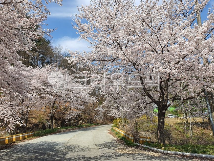 봎,벚꽃,꽃,flower,cherryblossom