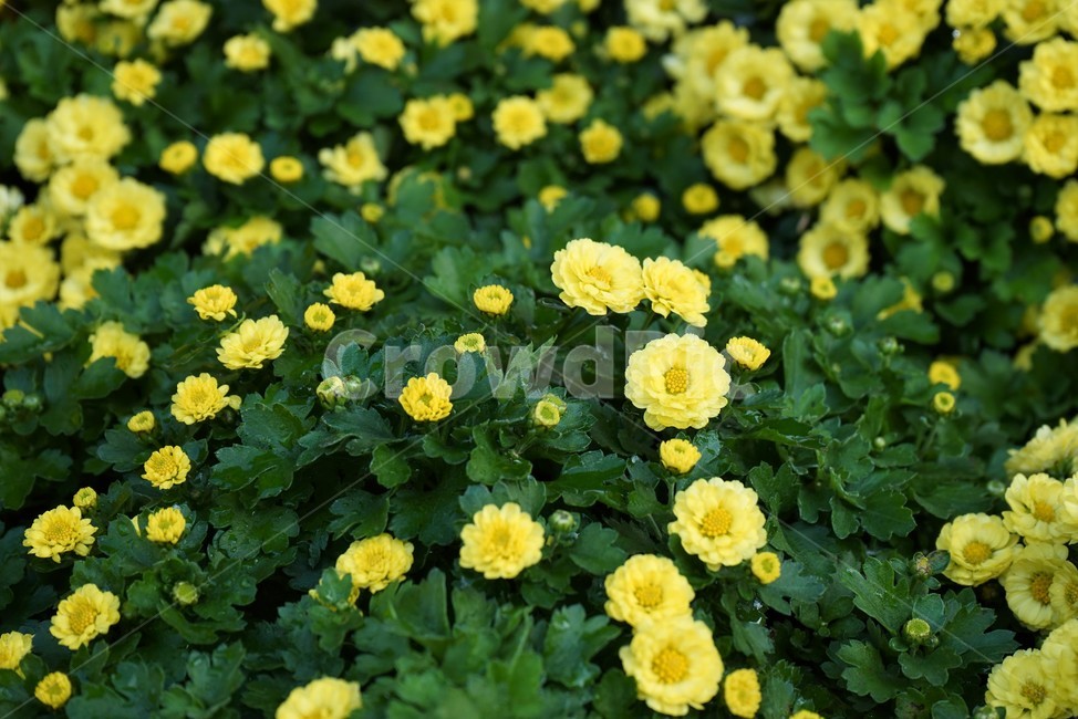 국화,가을,노랑,우아함,계절,autumn,fall,beautiful,plant,flower,가을꽃,식물,노랑꽃,꽃봉오리,국화꽃,식물,자연,plants,nature,꽃,flower