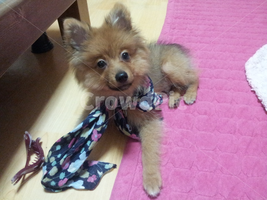 pomeranian,black,muffler,brown,cute,dog