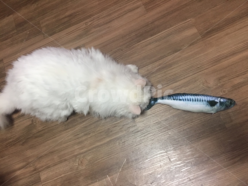 생선과고양이,결투,탐색,찝쩍,고양이밥,동물,animal,포유류,mammal,고양이,cat,kitten,kitty